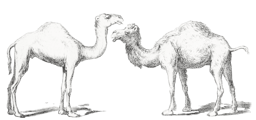 A pair of bored looking camels