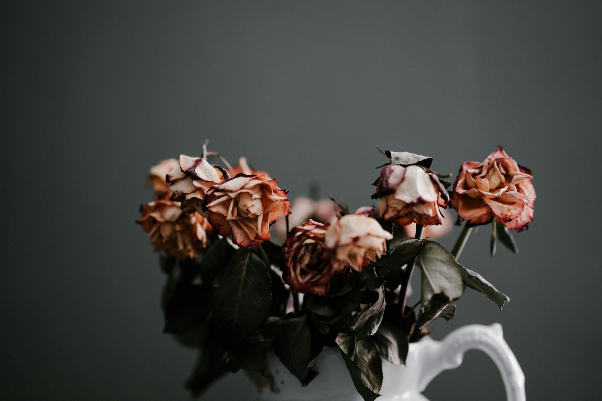 wilted roses - Photo by Annie Spratt on Unsplash