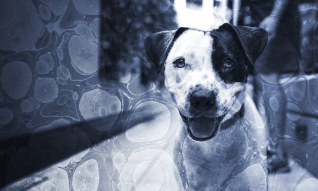 Writer’s Block Diary: Wealth and Hellbeing