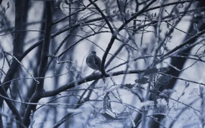 How do I effectively write foreshadowing?